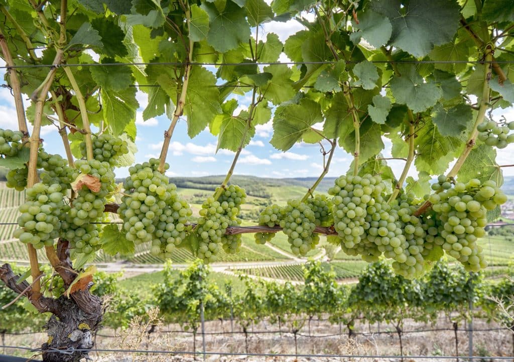 Viognier