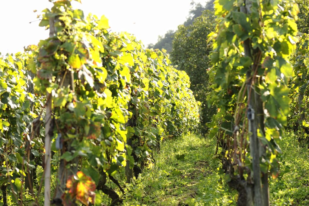 Cote Rotie photo report 328 scaled