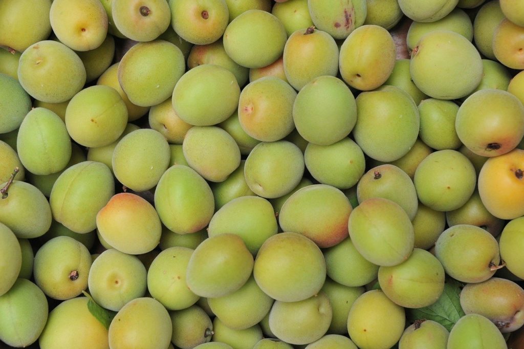 japanese apricot 71161 1280