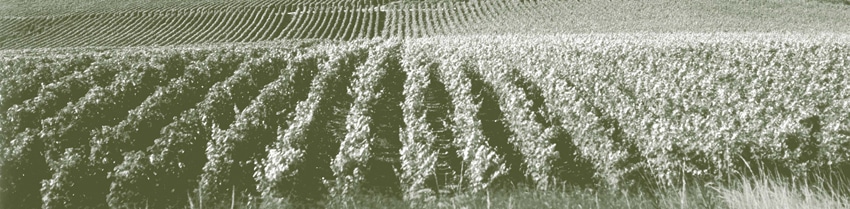 terroir