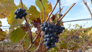 Encore ‘WineParis’
