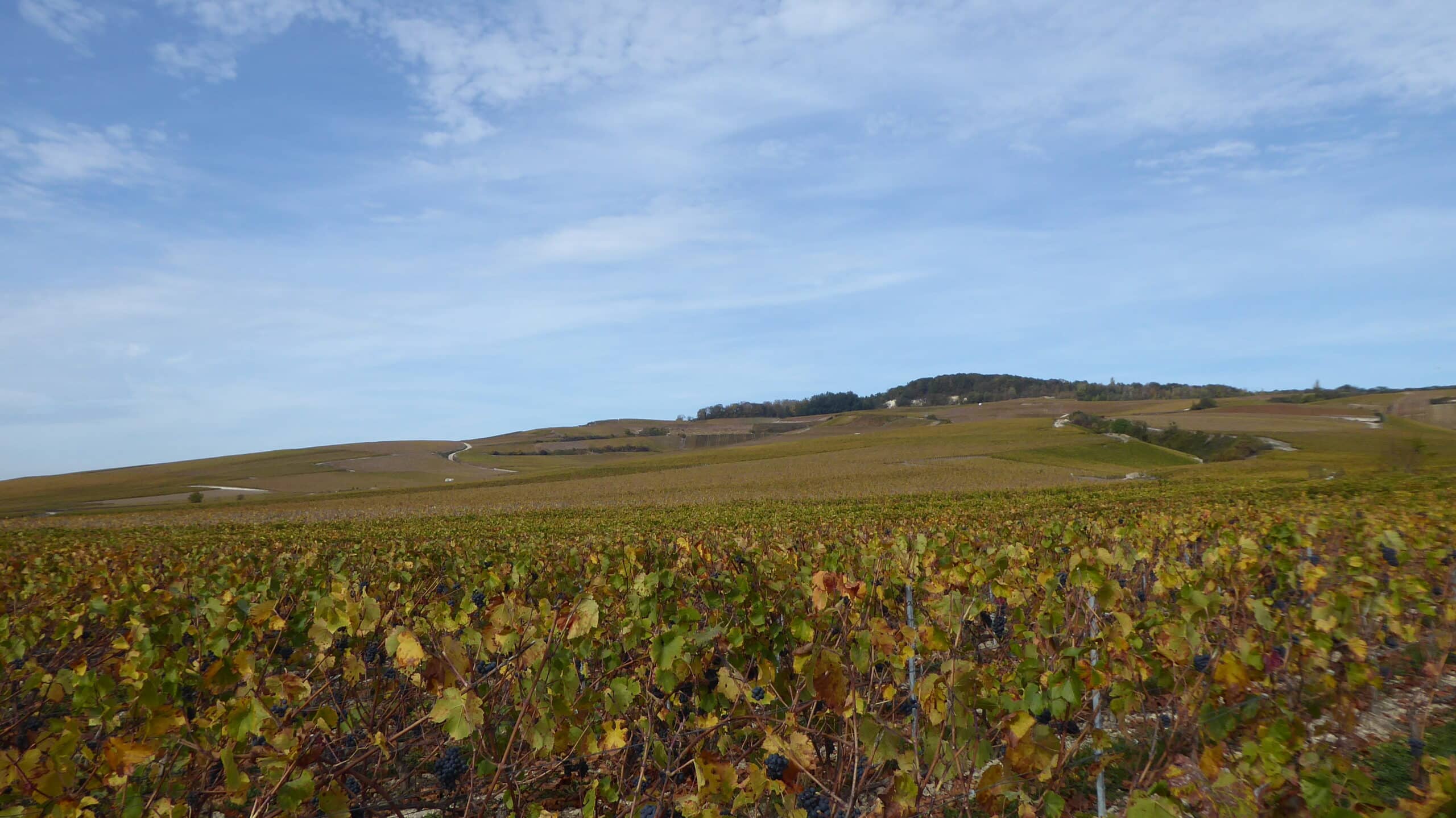 Encore ‘WineParis’
